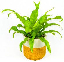 Bird’s Nest Fern