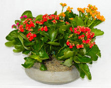 Kalanchoe Garden