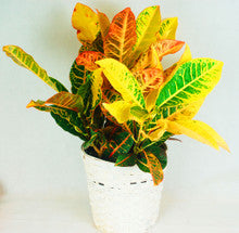 Modern Croton