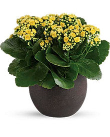 Modern Kalanchoe