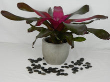 Neoregelia Voodoo Doll