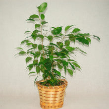 Ficus Plant