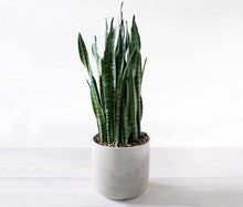 Indoor Sansevieria Plant