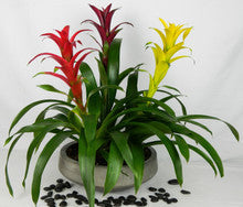 Triple Bromeliad Garden